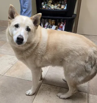 Gracie