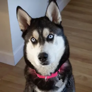 Stella