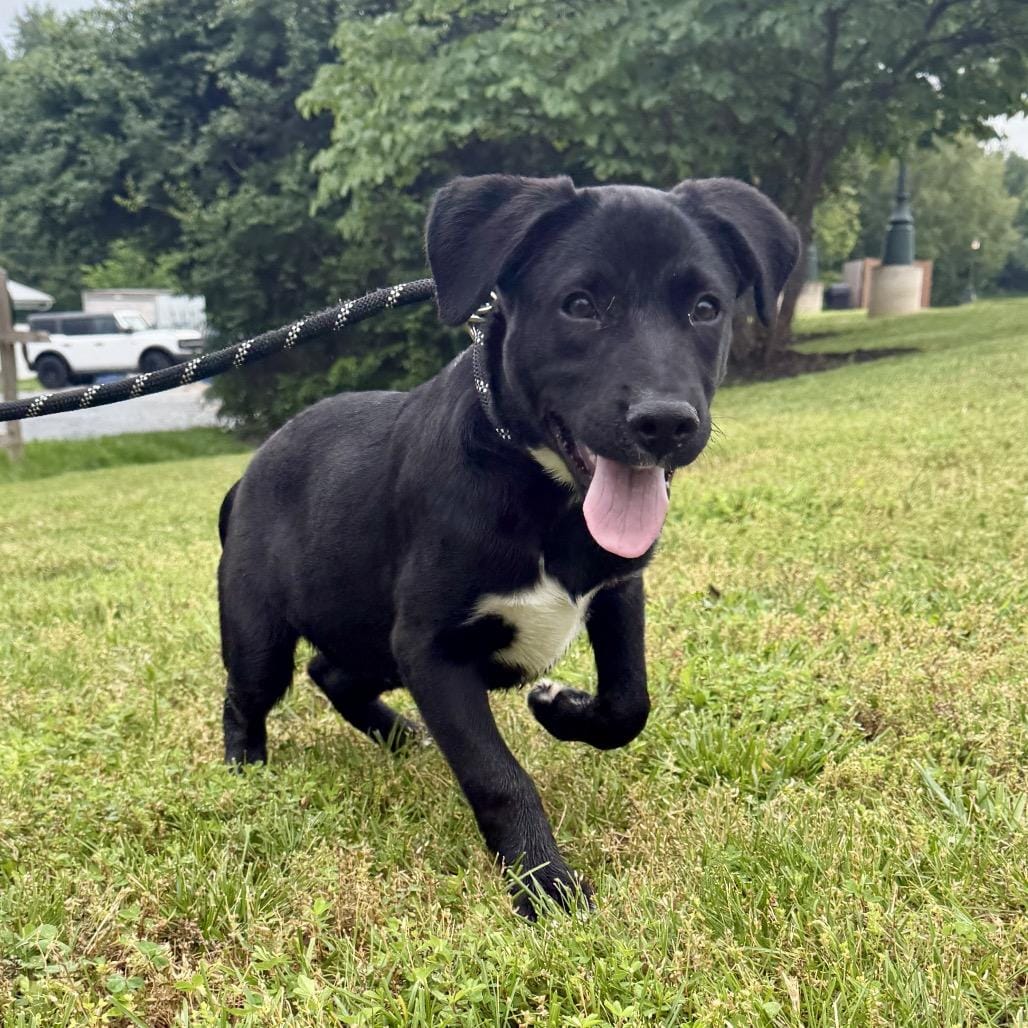 K9
