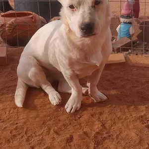 Marshmellow