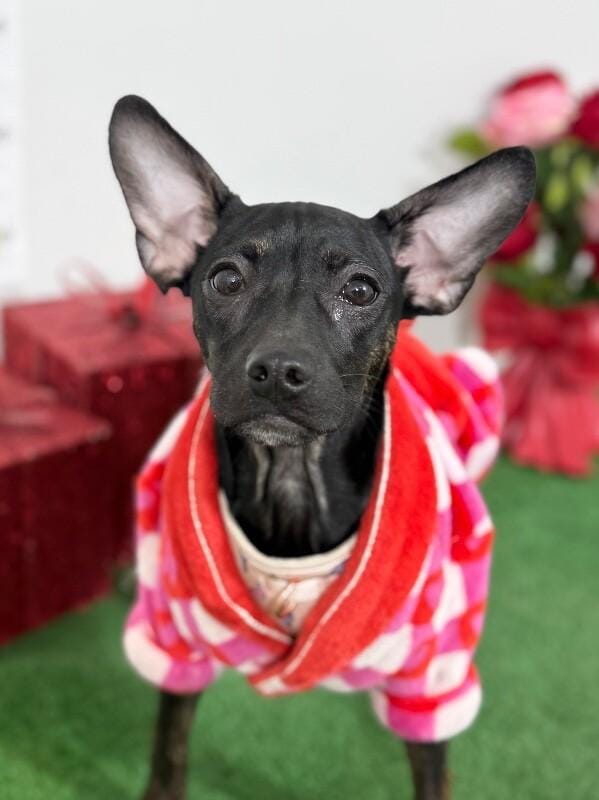 Tamara-One of our Amazing Rescue Dogs