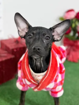 Tamara-One of our Amazing Rescue Dogs