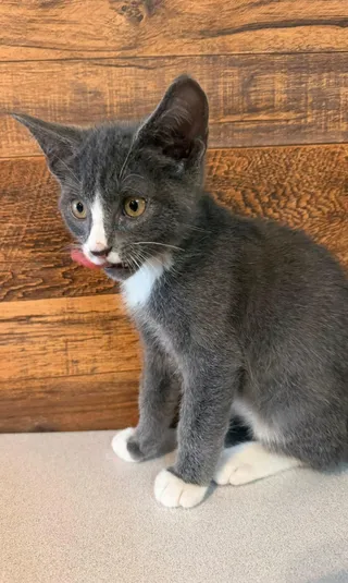 Klaus