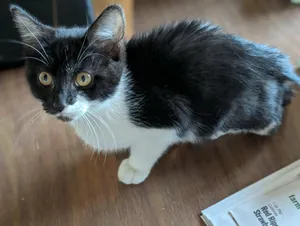 Willow (Nancy-fostered in TN)