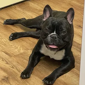 Chewy