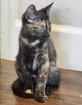 Tiramisu - Sweets Litter
