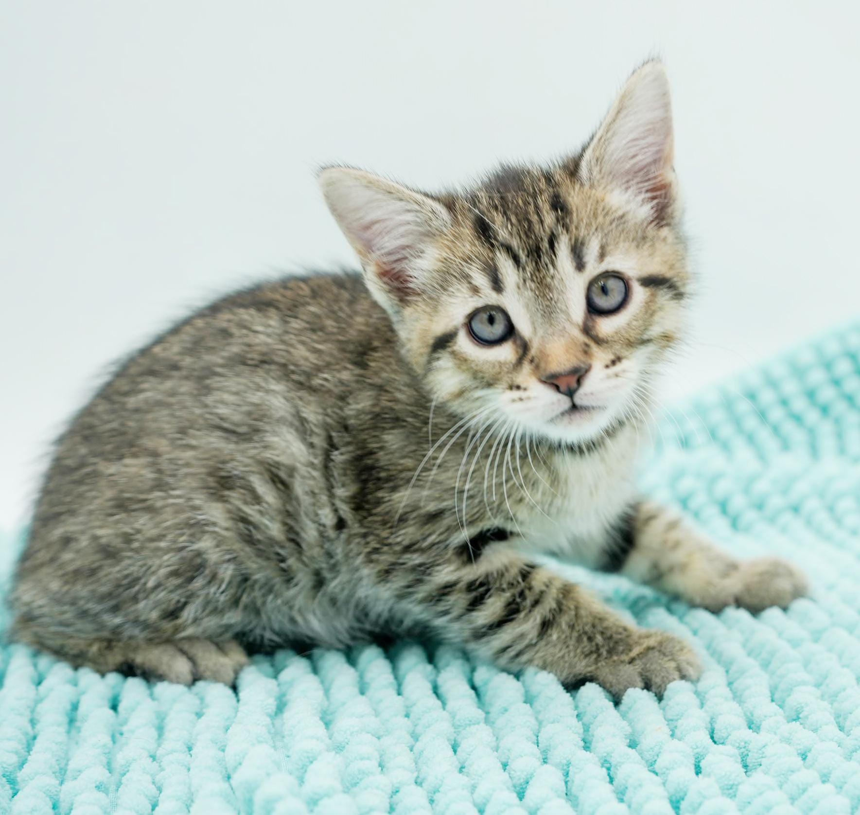 Linx is a lil' lion love bug - sooo darn adorable