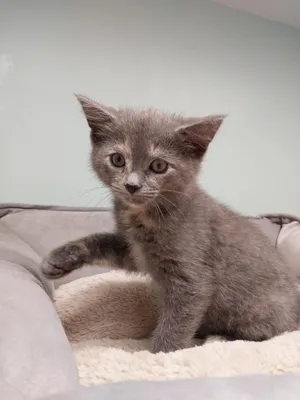 Honeycomb * IN FOSTER *
