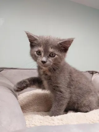 Honeycomb * IN FOSTER *