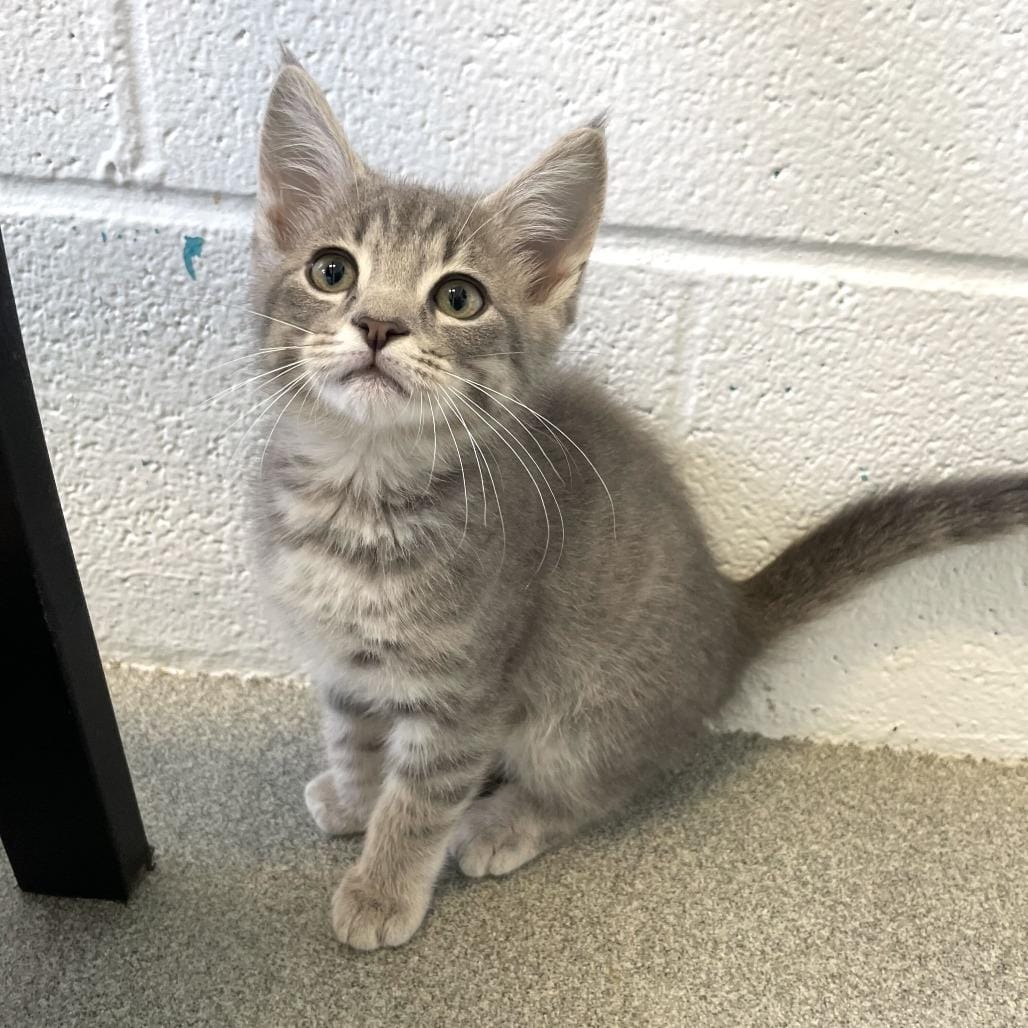 Kitty of Dorothy