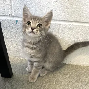 Kitty of Dorothy