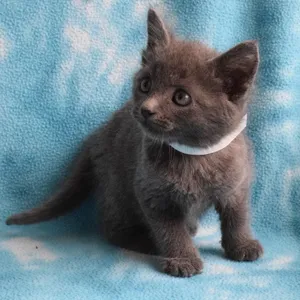 Nimbus