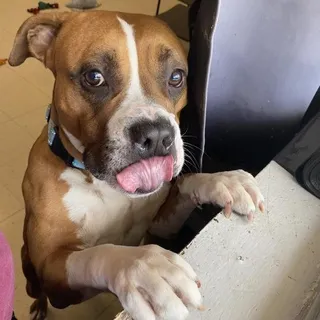 Brick