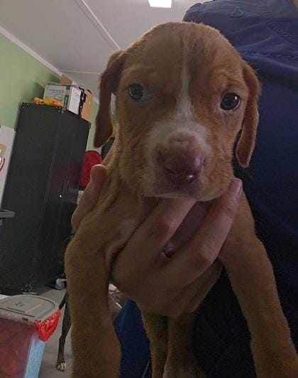 Puppy