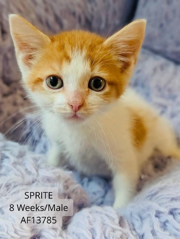 Sprite