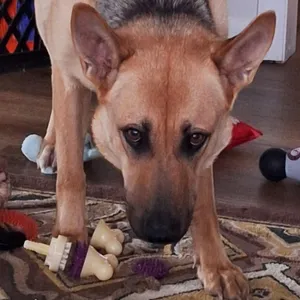 Gemma