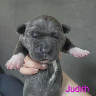 Judith