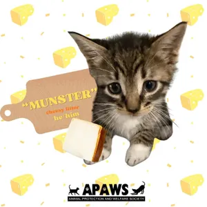 Munster