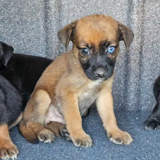 Dudley