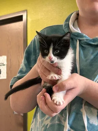 Clawdia