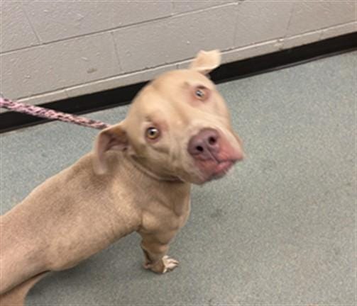 Tyson A218074