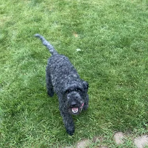 Remi