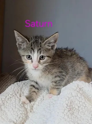 Saturn