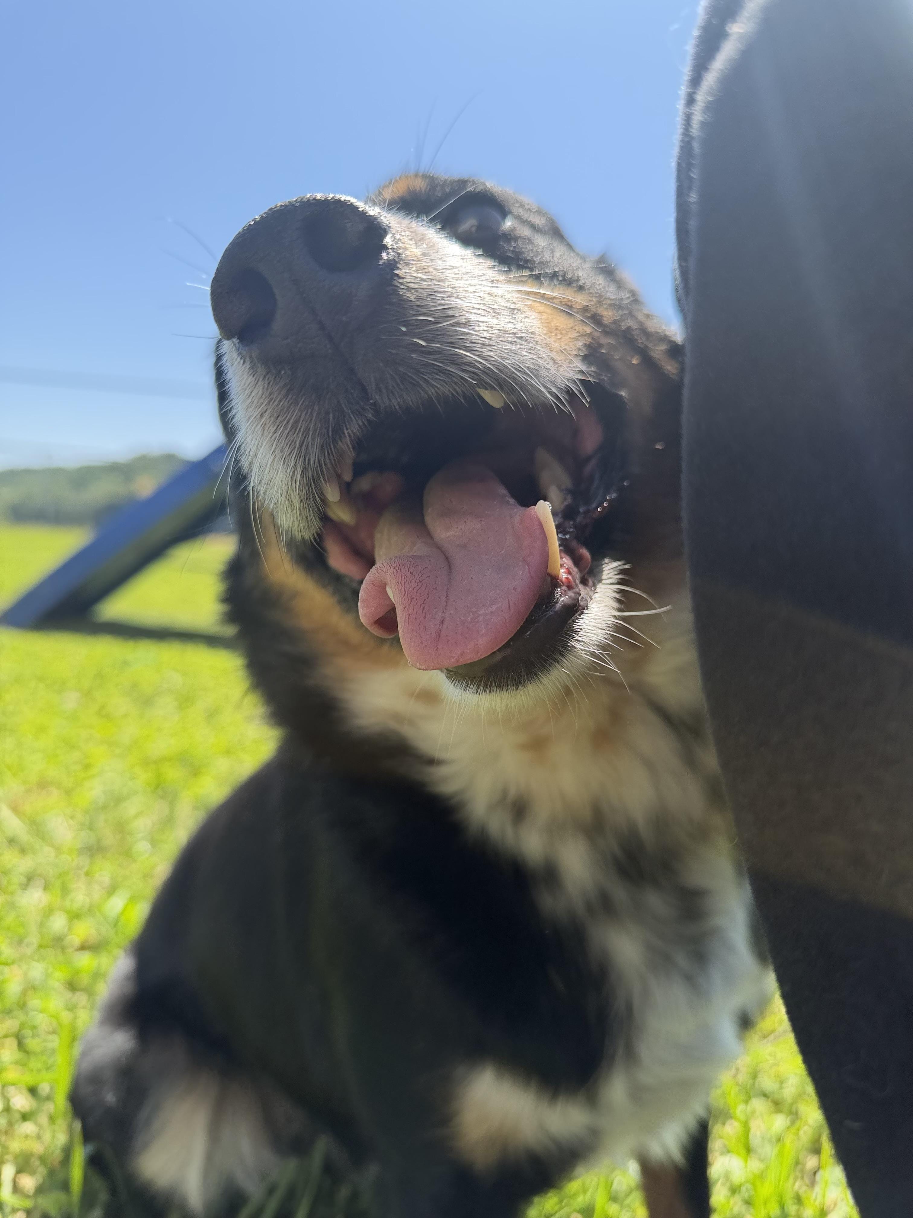 Bruno