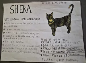 Sheba