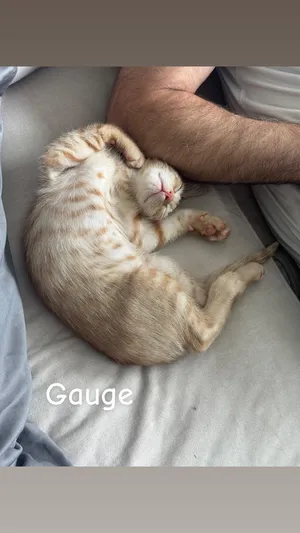 Sizzle & Gauge