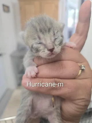 Hurricane