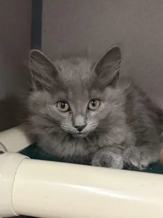 Pompom