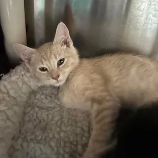 Toby