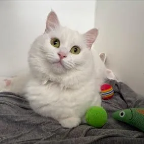 Tuna