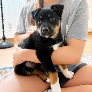 Buckee