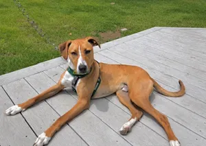 Humphrey