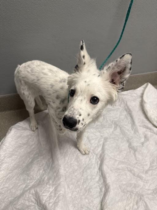 PERDITA