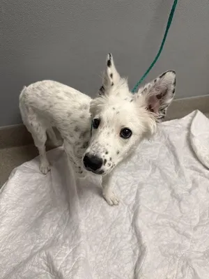 PERDITA