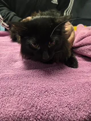 Fuzzy McFluff