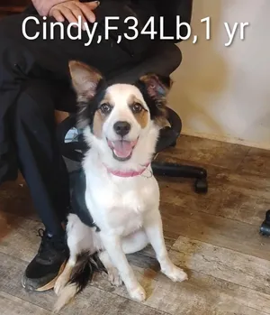 Cindy Lu