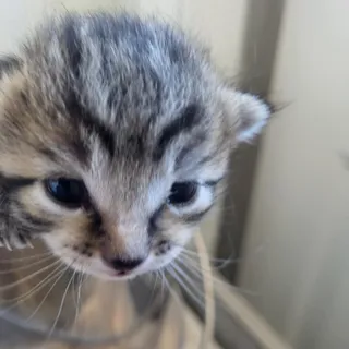 Wibble