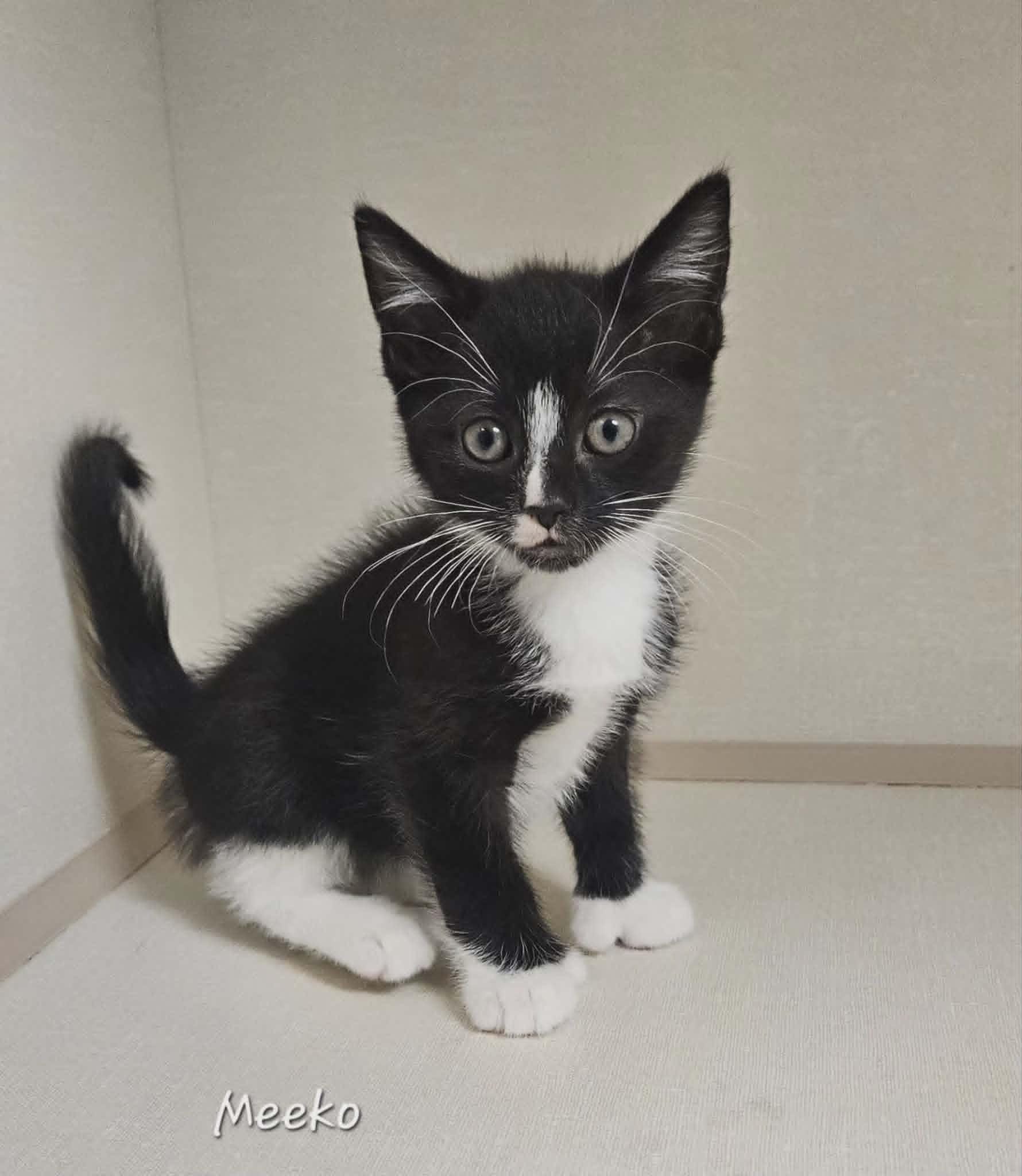 Meeko