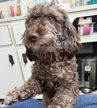 Brownie