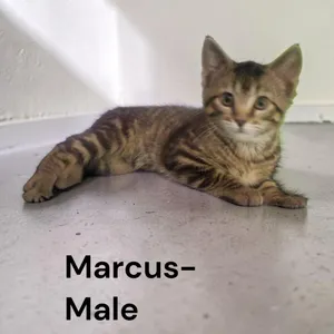 Marcus
