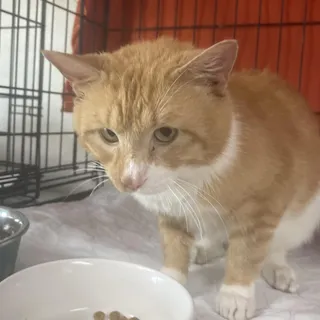 Milo