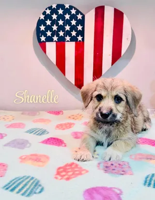 Shanelle