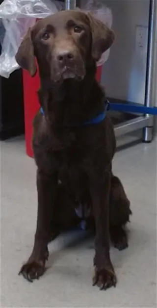 COCOA