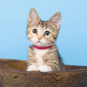 Maple