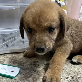 Jedda