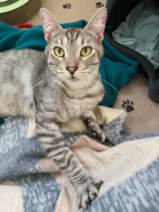Huddle (Cocoa) Super Sweet and Gentle Loving Kitty Cat Silver Tabby Playful and Easy Going